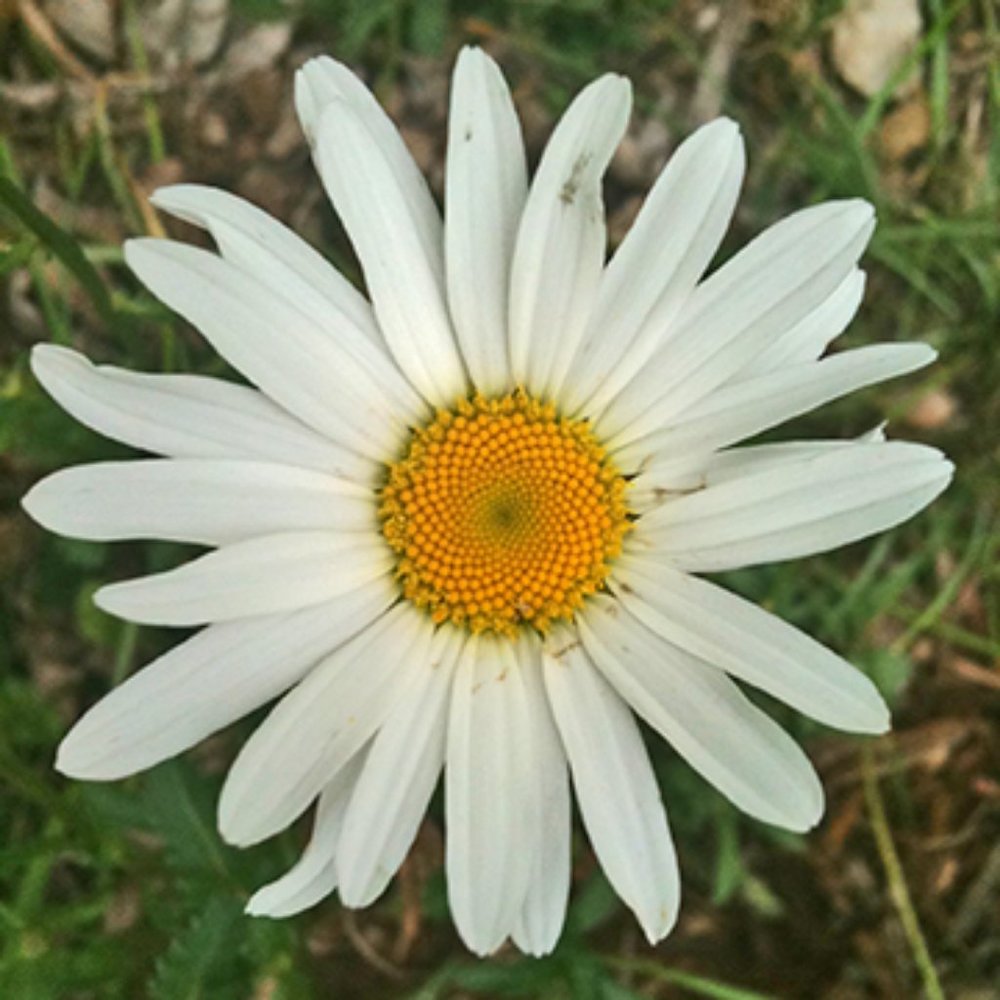 Meet your Posher, Daisy
